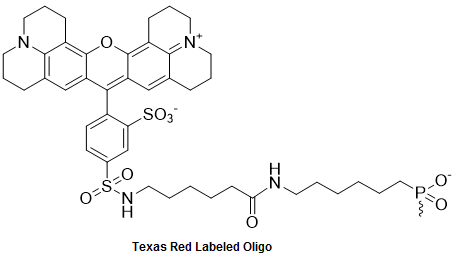 Bio-Synthesis Inc. Oligo Structure